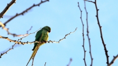 Conures Vertes 8 * 4000 x 2260 * (3.35MB)